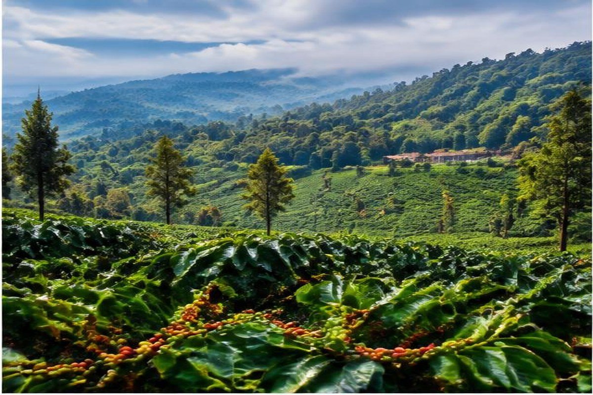Coorg, étape du jour 6