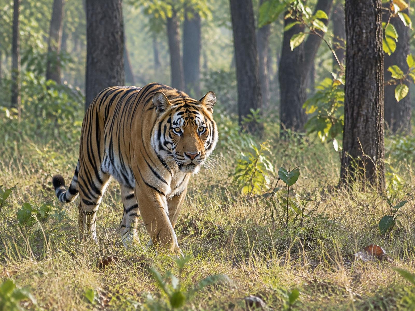 Tigre du Bengale dans une forêt d'Inde centrale